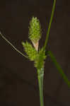 Fuzzy wuzzy sedge